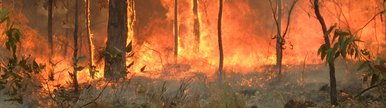 Bush fires